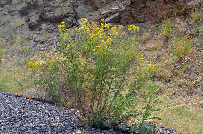 Trans-Pecos is relatively rare in the United States where it is found only in AZ, NM and TX. It is also native in Baja California and northern and central Mexico. Thimblehead wislizeni